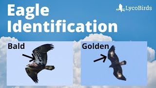 Bald Eagle vs Golden Eagle  Raptor Identification [upl. by Ecydnak]