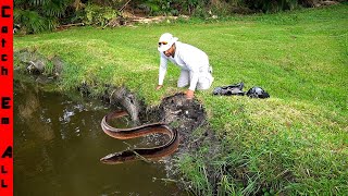 GROUP of INVASIVE FISH WALKED on DRY LAND to DESTROY MY POND [upl. by Avot48]