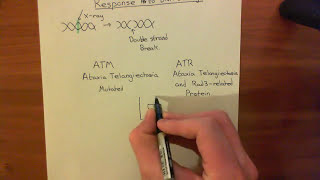 Introduction to p53 and the Response to DNA Damage Part 1 [upl. by Crary559]