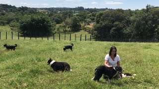 O cachorro mais inteligente do mundo  Border Collie [upl. by Doownil]