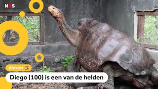 15 schildpadden hebben hun eigen soort gered [upl. by Husha704]