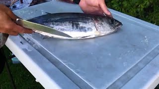 How to Fillet Albacore Tuna [upl. by Htebasile]