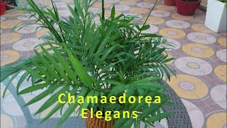 Chamaedorea Elegans  Chamaedorea Palm  Lucky Palm  Indoor palm  Indoor plant  Plant Care [upl. by Vyse]