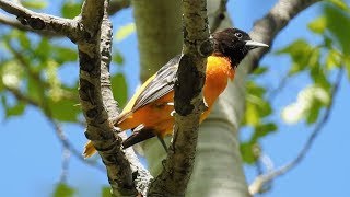 Baltimore Oriole singing  soundscallsong [upl. by Aryek673]