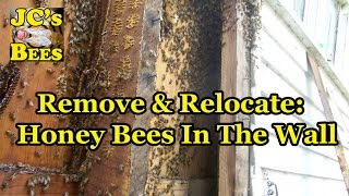 Remove amp Relocate Honey Bees In The Wall [upl. by Enamrahs926]