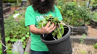 The First Steps to Composting  with Costa Georgiadis [upl. by Stoffel640]