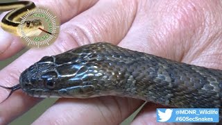 60Second Snakes The Northern Water Snake [upl. by Barmen88]