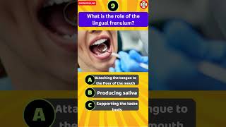 What is the role of the lingual frenulum [upl. by Vitoria]