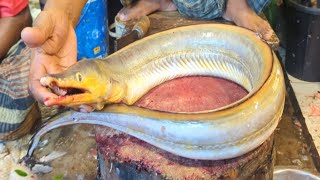 Incredible Giant Eel Fish Cutting Skills In Bangladesh Local Fish Market  Fish Cutting Skills [upl. by Gninnahc434]