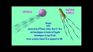 eubacterial flagella in Spirillum volutans [upl. by Mccormick]