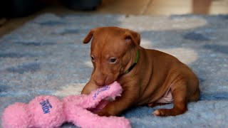 X litter 4 weeks old Cirneco dellEtna puppies [upl. by Hollyanne]