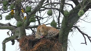 Exceptional leopard amp bird situation  Matira Safari Maasai Mara [upl. by Hgeilyak]