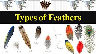 Types of Feathers  Feathers  Different types of feathers [upl. by Yemarej837]