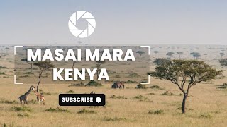 Masai Mara National Reserve Safari in Landcruiser with Insta360 X3 camera with Movavi Video suite [upl. by Nelleus]