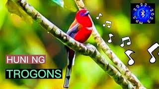 PHILIPPINE TROGON SOUND HUNI NG IBONG ADARNA huntsmanph [upl. by Illene526]