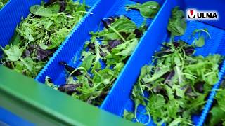 ULMAs new vertical VFFS for packing fresh herbs and light leaf salads Venturi™ [upl. by Nerissa]