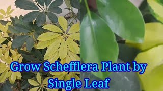 Grow Schefflera Plant by Cutting [upl. by Osei]