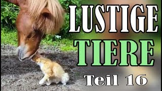 Süße und Lustige Tiervideos  Teil 16   ✪ Stern DuTube [upl. by Wall]