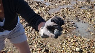 Pêche aux palourdes Noirmoutier [upl. by Orel]