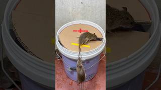 Mouse trap tips at homebest mouse trap rattrap rat [upl. by Eicaj]