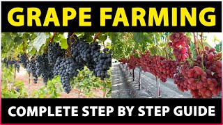 Grape Farming Complete Guide  Planting Growing and Harvesting  Grape Cultivation [upl. by O'Gowan]