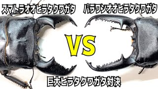 巨大クワガタvs巨大クワガタ！２種類の巨大クワガタを掘り出します！（くろねこチャンネル） [upl. by Liscomb79]