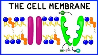 Cell Membrane Structure Function and The Fluid Mosaic Model [upl. by Octave]