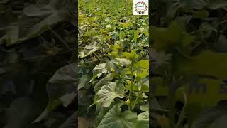 alexafarms farming agriculture viralshort trending nftchannel newvideo viralshorts short [upl. by Assilim]