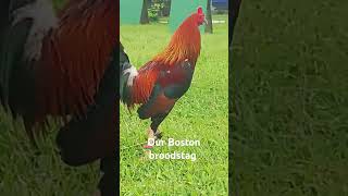 Gcgf game farm Batangas shortvideo chicken roosters shortviral [upl. by Arakal]