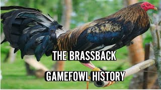 BRASSBACK GAMEFOWL HISTORY [upl. by Anihc]