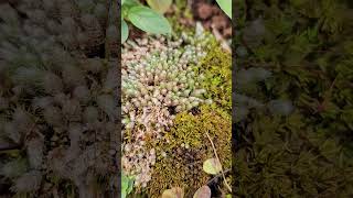 Bryum ageratum Moss [upl. by Noak]