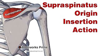 Supraspinatus Anatomy Origin Insertion amp Action [upl. by Crary735]