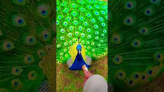 Peacock peacocking nature birdsoun bollywood song [upl. by Ammon]