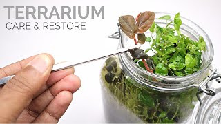 How to care for and restore a terrarium [upl. by Drauode]