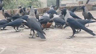 Crow Birds Fight For Food  Crow Birds Sounds  Kawa ki awaz Wildlife Angry Crows Crowing Loudly [upl. by Bunns]