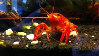 Procambarus Clarkii Orange 1 [upl. by Irrot]