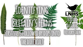 Identifying Ferns [upl. by Frodi]