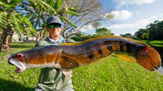 Most INVASIVE FISH in FloridaCatch Clean Cook Bullseye Snakehead [upl. by Enaid]