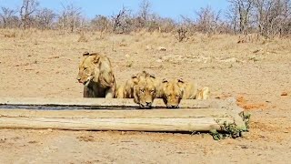 3 Members of Mayambula Lion Pride drinking water  8 October 2024 [upl. by Hedi]