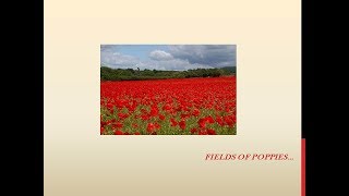 Remembrance Song Fields of poppies [upl. by Ztirf]