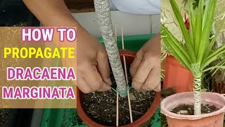 How To Propagate Dracaena Marginata [upl. by Queena]