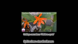 Let me present Epidendrum stamfordianum cattleya aurantiaca Mishima spots amp Ionocidium Popcorn H [upl. by Rustice]