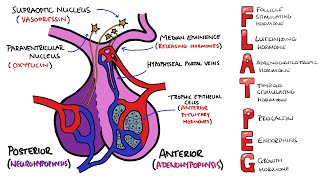 Anterior v Posterior Pituitary Gland  PLUS Anterior Pituitary Hormones Mnemonic FLAT PEG [upl. by Ahsenauq]