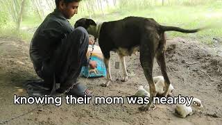 Mama dog chained and abandoned with newborn puppies [upl. by Bendicty]