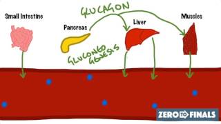 What is Diabetes Mellitus [upl. by Palua127]