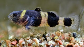 8 Types Of Fun Goby Fish For Your Aquarium [upl. by Taddeusz]