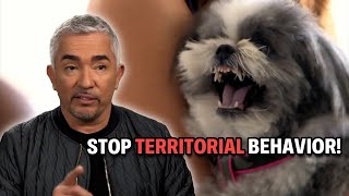 This Shih Tzu Pup Makes Me Bleed  Cesar 911 Season 4 Ep 3  Part 1 [upl. by Ambrose]