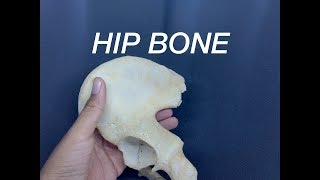 HIP BONE  GENERAL FEATURES AND ATTACHMENTS [upl. by Halstead]