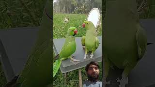 parrot birds parrot entertainment parrot speak animals funny trending short two birds [upl. by Tillo971]