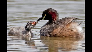 Birds of the Inland wetlands [upl. by Dilahk]